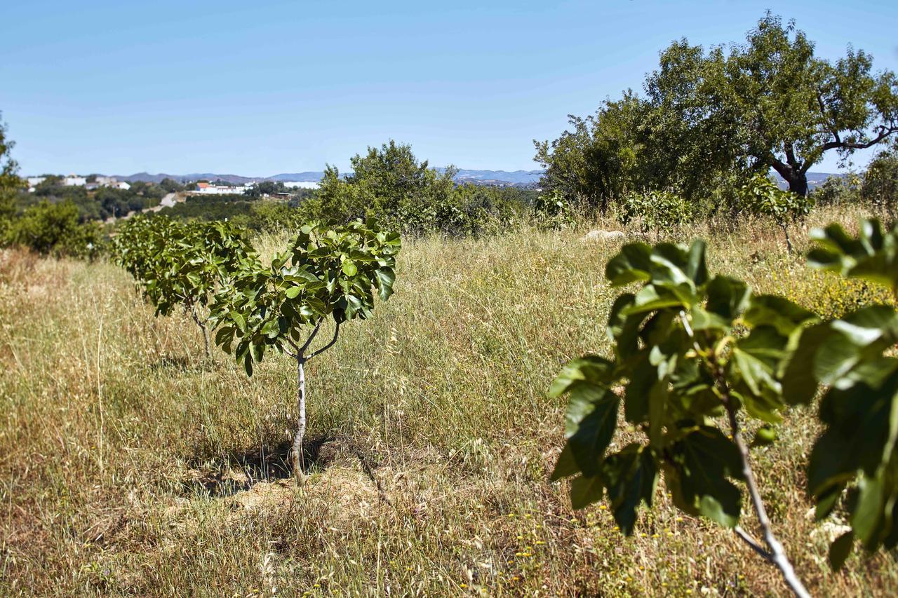 Monte Do Alamo - Turismo Rural Tavira Ngoại thất bức ảnh